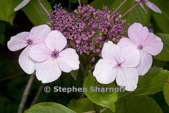 hydrangea macrophylla 2 graphic